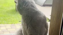 Un chat surpris avec un lézard accroché à sa moustache