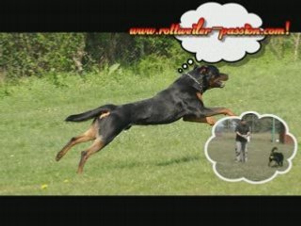 Rottweiler - Balzac attitude