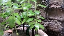 Afternoon Rain Tulas Tree
