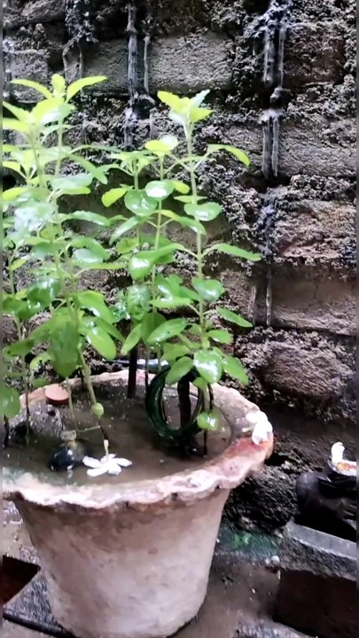 Afternoon Rain Tulas Tree