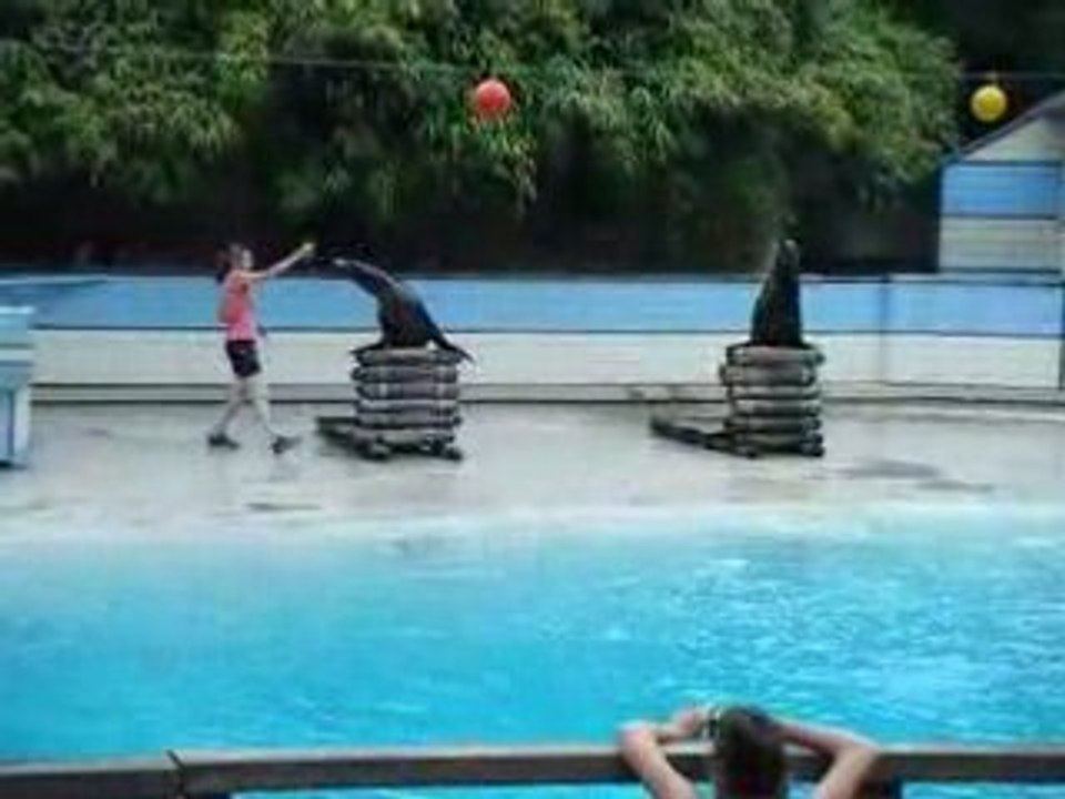 otaries 1