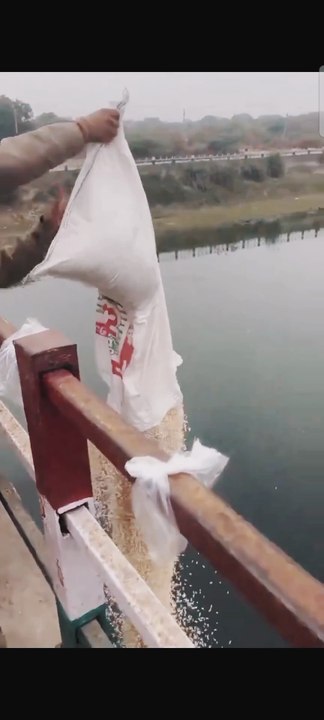Feeding Fish from the Bridge