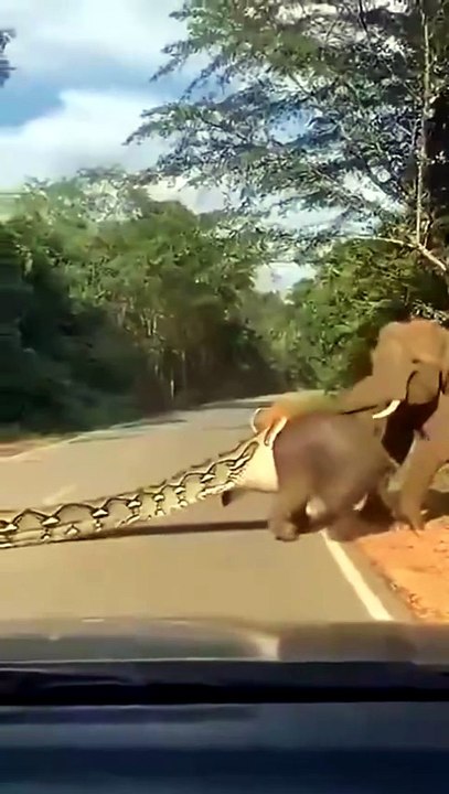 Huge Anaconda Trying To Swallow Baby Elephant 😱