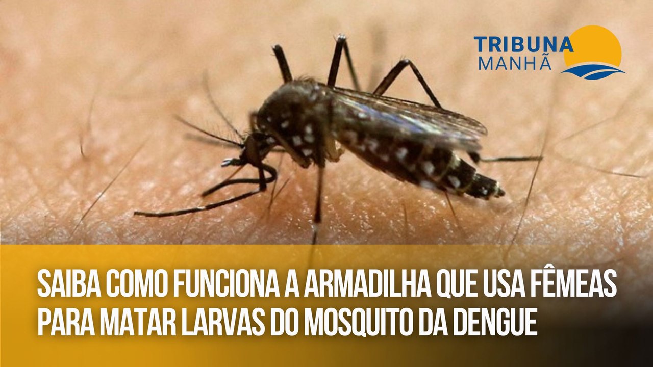 Saiba como funciona a armadilha que usa fêmeas...