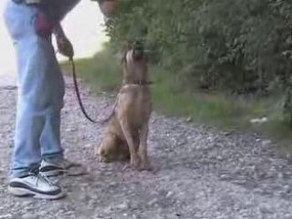 chiens à adopter à la SPA de Genève