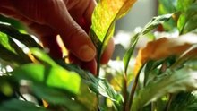 Poda de plantas: por que é importante? #plantas  #shorts