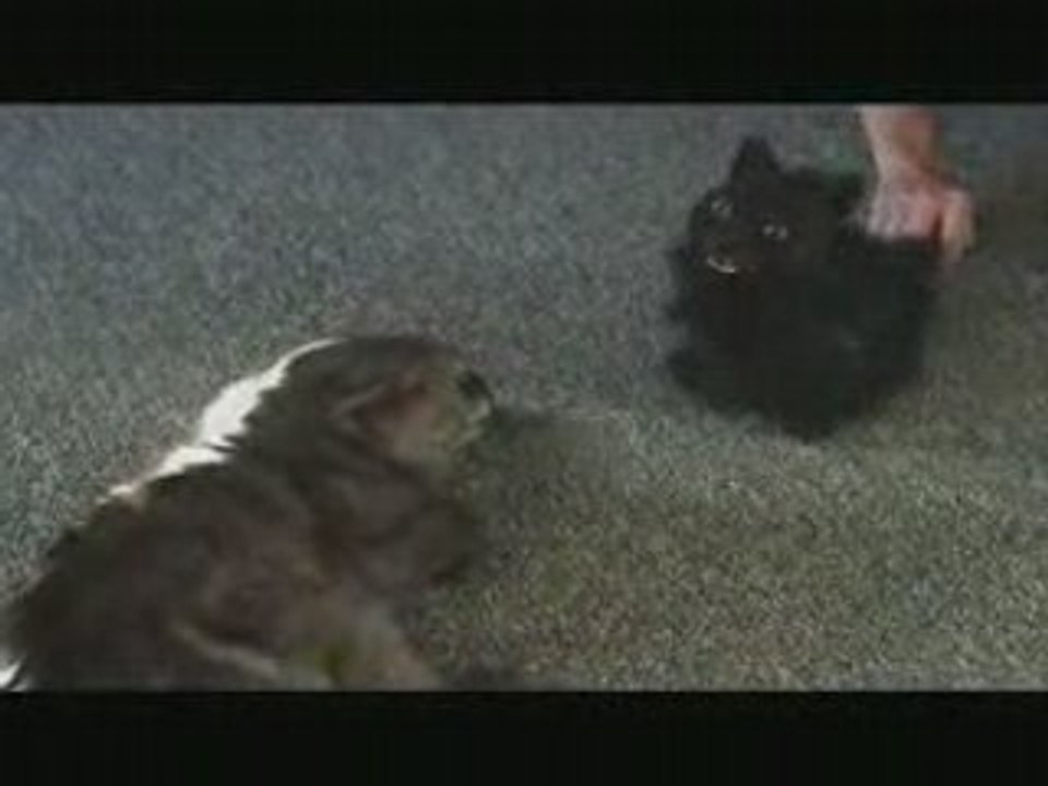 chat contre chat en peluche