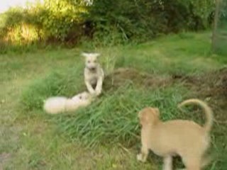 Sloughi pups - 7 weeks old