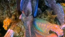 😳 ESSE ANIMAL MUDA DE COR COMO UMA TELA