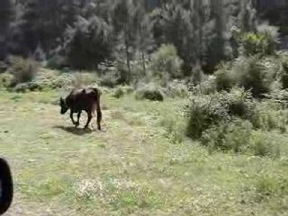 Une vache sur la route