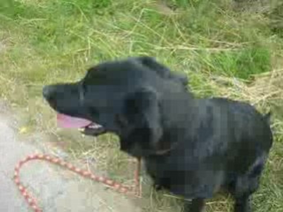 Dollar labrador noir