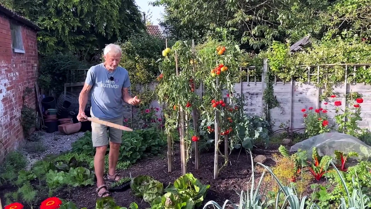 Interplanting tips for early autumn | Gardening Tips and Tricks | Charles Dowding