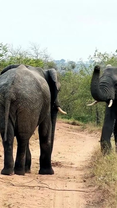 Breathtaking Wildlife Footage Of Wild Elephants Fighting For Dominance On Safari Road