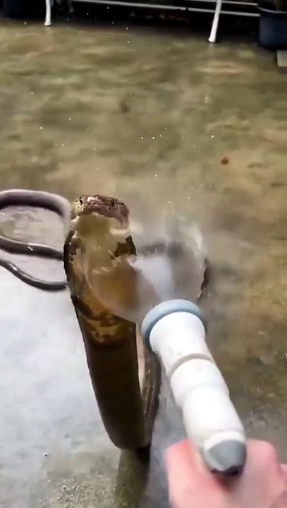 Man Gives A Snake A Shower 🐍💧