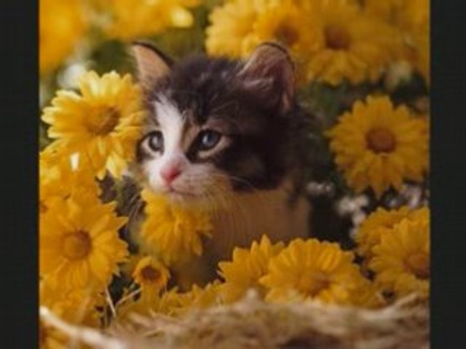 chats en folies!!!