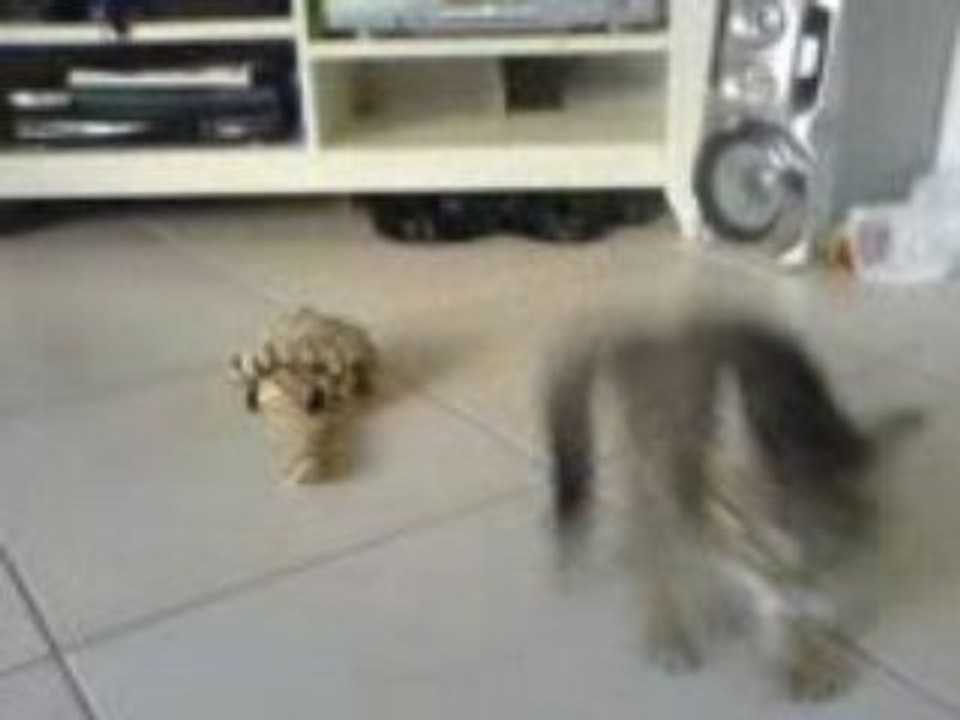 Chat ouf