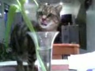 Mon chat boit dans un vase