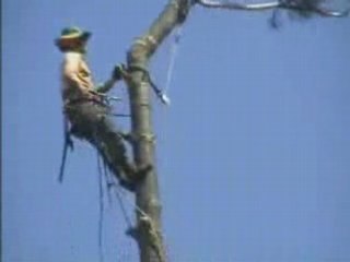 Lachvandedag.nl - Top uit de boom zagen