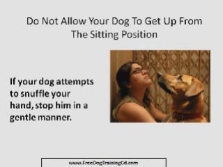 Dog Training Hand Signals