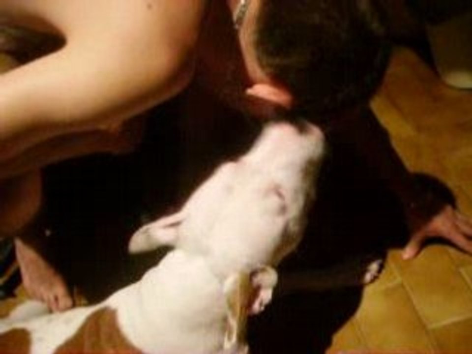 Amstaff vs mouche