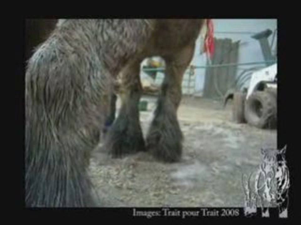 Toilettage_pied