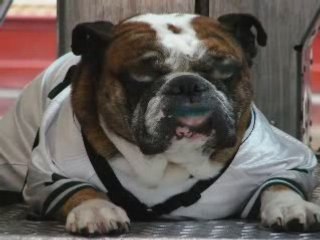 TALKING BULLDOG