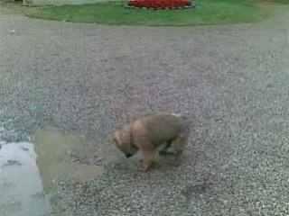 Drakkar et les flaques d'eau