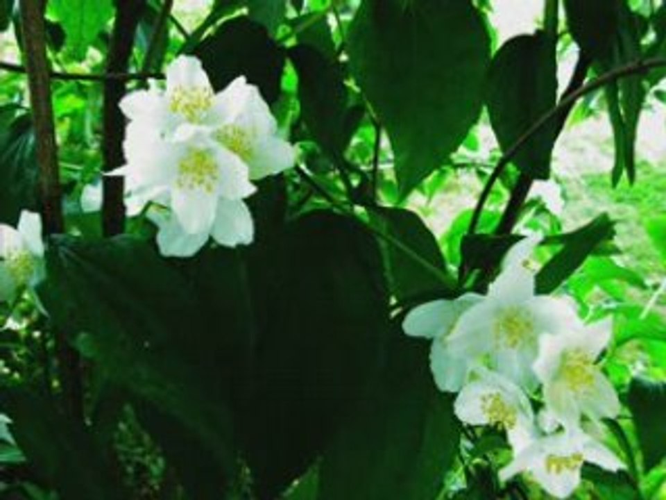 Vielles chansons françaises "Auprès de ma blonde"