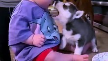 Baby's Funniest Reaction to a Talking Husky Puppy 😂🐶❤️