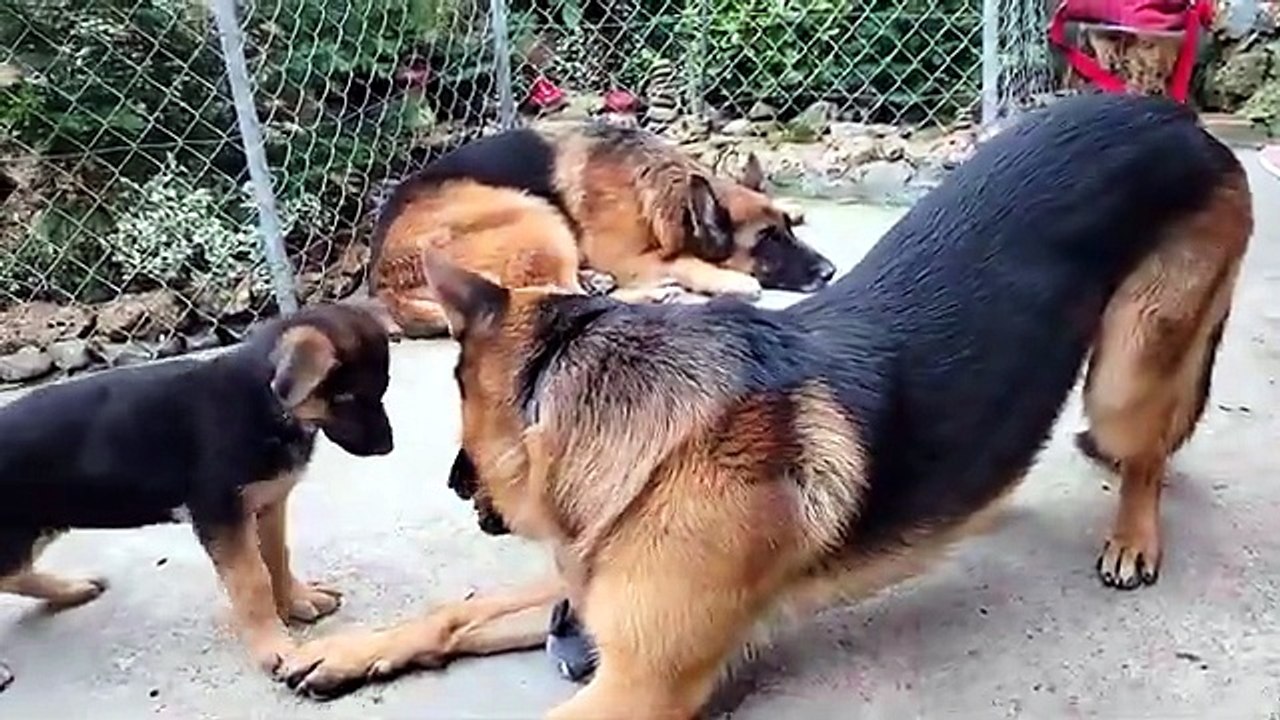 Beautiful pair of German Shepherds Dakar and Cerri. Puppies are expected. Odessa
