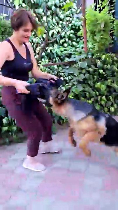 Developing a powerful grip in a German Shepherd puppy. The puppy is 6 months old. Odessa. Ukraine