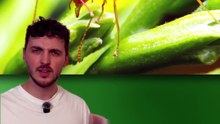 Comment cette fourmis va ENVAHIR la planète ? #fourmis #insecte #science #animaux #nature