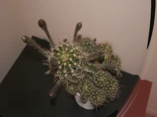 Cactus Cam - 2008 Teaser