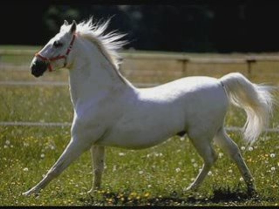 L'histoire du cheval blanc