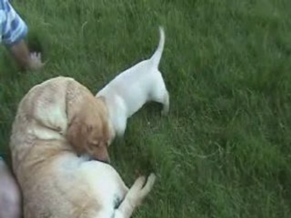 Chiots de Vanille