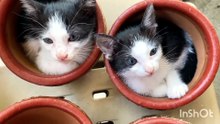 Cute Cats# england