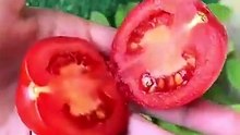 زراعة الطماطم في البلكونة😉❤️❤️ #fyp #plants #اكسبلور #زراعت #tomata #garden #طماطم #youtube