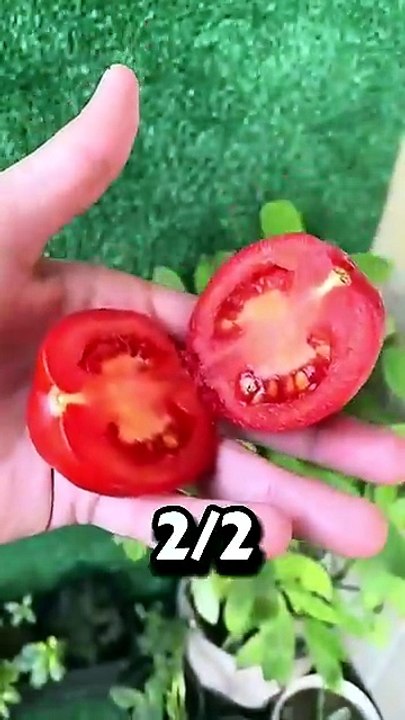 زراعة الطماطم في البلكونة😉❤️❤️ #fyp #plants #اكسبلور #زراعت #tomata #garden #طماطم #youtube