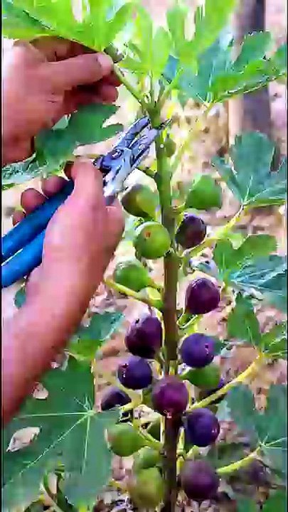 شجرة التين تثمر اطنان لو عمل الحركة البسيطة