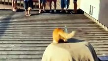 rocket cat #funny #cat #shortsfeed #animals