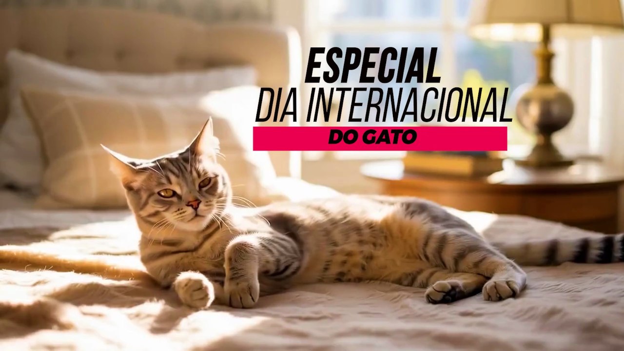 A elegância felina no Dia Internacional do Gato - Poema O Gato, de Vinícius de Moraes