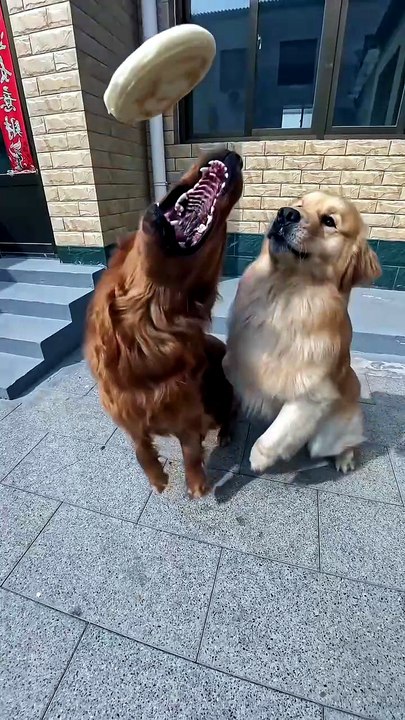 Funny, Cute, Animals.! (Part 7)