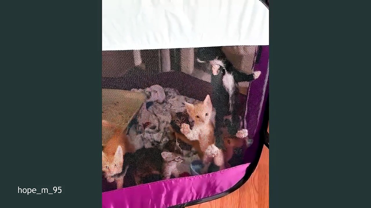 The Cutest and Funniest KITTENS Video of 2026 You've Ever Seen! 😍🤣