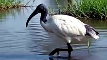 Black headed ibis of India real documentry video
