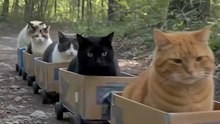 POV: are you following the kitty train or finishing your hike? 😭 #cat #pet #cute #adorable #catsoftiktok #petsofig #pets #petlovers #cats #cutecat #catsofinstagram #funny #funnypets POV: are you following the kitty train or finishing your hike? 😭 #cat #