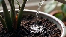 Terapia em forma de plantas 🌿💚