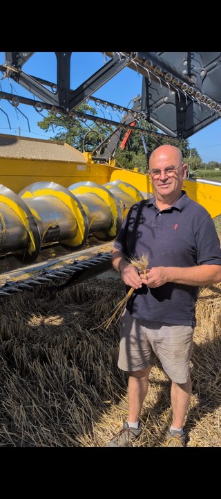 La moisson du blé dans le pays de Vitré