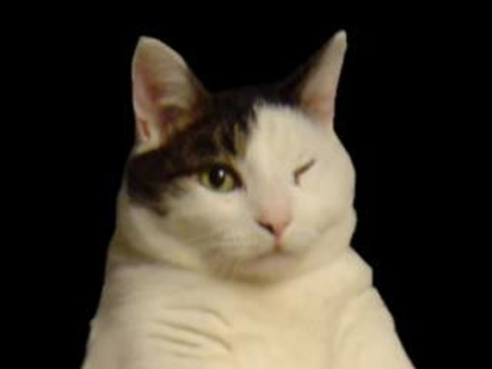 Kitty Cat Dance