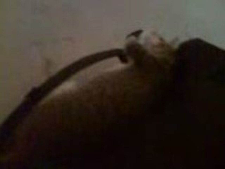 kittys Fighting over my bag1