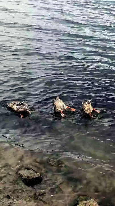 A Duck Dives to Catch Its Meal